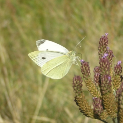 Pieris rapae (Cabbage White) at Cotter Reserve - 8 Apr 2018 by MatthewFrawley