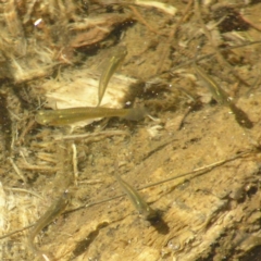 Gambusia holbrooki (Gambusia, Plague minnow, Mosquito fish) at Coree, ACT - 8 Apr 2018 by MatthewFrawley