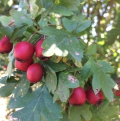 Crataegus monogyna (Hawthorn) at QPRC LGA - 7 Apr 2018 by alex_watt