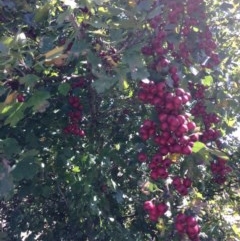 Crataegus monogyna at Mount Fairy, NSW - 7 Apr 2018