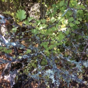 Crataegus monogyna at Mount Fairy, NSW - 7 Apr 2018