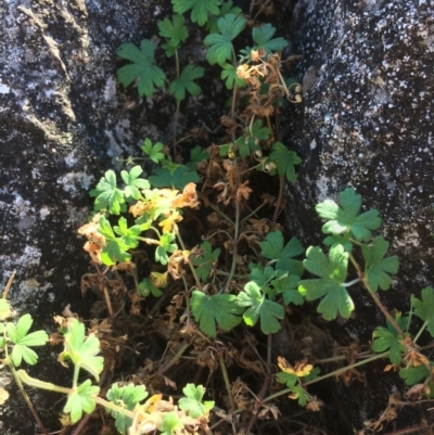 Geranium sp. (Geranium) at Mount Fairy, NSW - 7 Apr 2018 by alex_watt