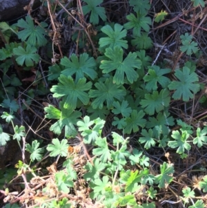 Geranium sp. at Mount Fairy, NSW - 7 Apr 2018 11:33 AM