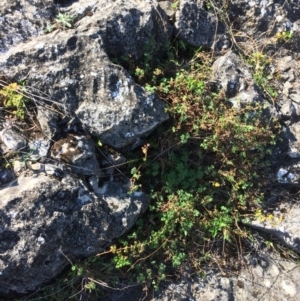 Geranium sp. at Mount Fairy, NSW - 7 Apr 2018 11:33 AM