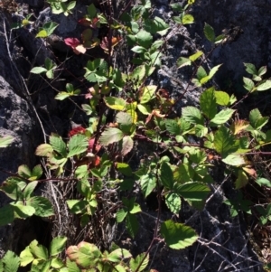 Rubus fruticosus species aggregate at Mount Fairy, NSW - 7 Apr 2018