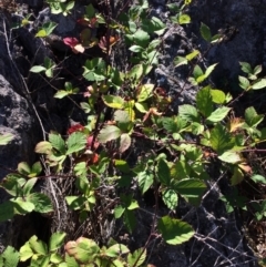 Rubus sp. at Mount Fairy, NSW - 7 Apr 2018