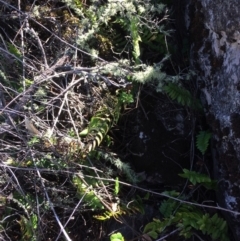 Pellaea calidirupium (Hot rock fern) at Mount Fairy, NSW - 7 Apr 2018 by alex_watt