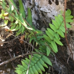 Pellaea calidirupium at Mount Fairy, NSW - 7 Apr 2018