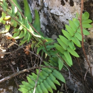 Pellaea calidirupium at Mount Fairy, NSW - 7 Apr 2018