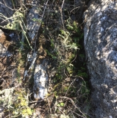 Pellaea calidirupium at Mount Fairy, NSW - 7 Apr 2018