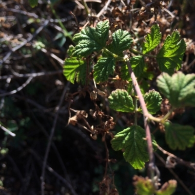 Rubus parvifolius (Native Raspberry) at QPRC LGA - 7 Apr 2018 by alex_watt