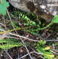 Asplenium trichomanes (Common Spleenwort) at Mount Fairy, NSW - 7 Apr 2018 by alex_watt
