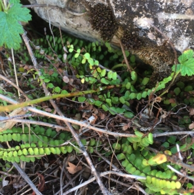 Asplenium trichomanes (Common Spleenwort) at Mount Fairy, NSW - 7 Apr 2018 by alex_watt