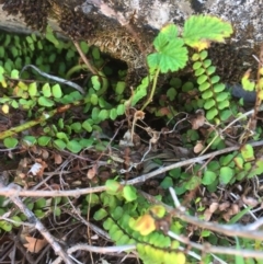 Asplenium trichomanes at Mount Fairy, NSW - suppressed