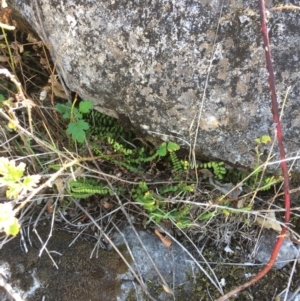 Asplenium trichomanes at Mount Fairy, NSW - suppressed