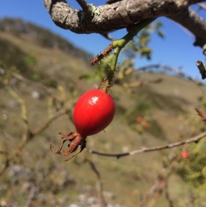 Rosa rubiginosa at Mount Fairy, NSW - 7 Apr 2018 11:40 AM