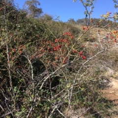 Rosa rubiginosa at Mount Fairy, NSW - 7 Apr 2018