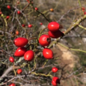 Rosa rubiginosa at Mount Fairy, NSW - 7 Apr 2018 11:40 AM