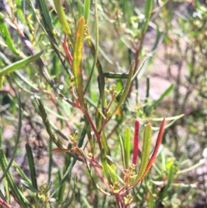 Dodonaea viscosa at Mount Fairy, NSW - 7 Apr 2018