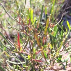 Dodonaea viscosa at Mount Fairy, NSW - 7 Apr 2018