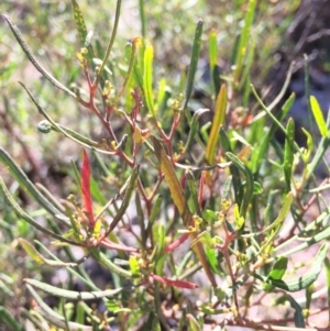 Dodonaea viscosa at Mount Fairy, NSW - 7 Apr 2018