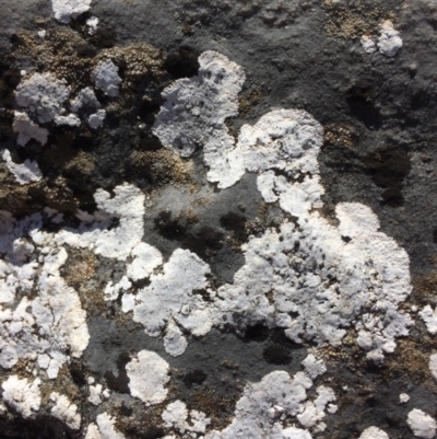 Lichen - crustose at QPRC LGA - 7 Apr 2018 by alex_watt