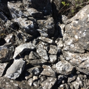 Lichen - crustose at Mount Fairy, NSW - 7 Apr 2018