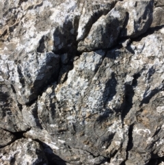 Lichen - crustose at Mount Fairy, NSW - 7 Apr 2018