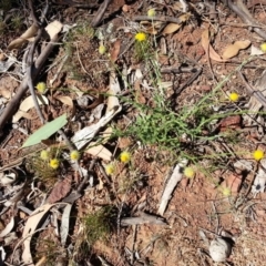 Calotis lappulacea (Yellow Burr Daisy) at Majura, ACT - 9 Apr 2018 by SilkeSma