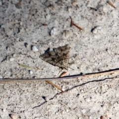Dichromodes (genus) (unidentified Heath Moth) at Ben Boyd National Park - 5 Apr 2018 by RossMannell