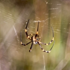 Nephila plumipes (Humped golden orb-weaver) at Eden, NSW - 4 Apr 2018 by RossMannell