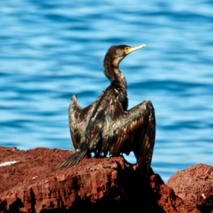 Phalacrocorax carbo at Eden, NSW - 5 Apr 2018