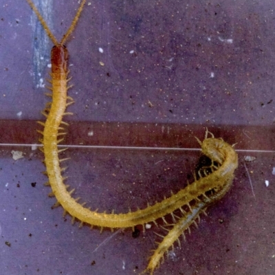 Geophilomorpha sp. (order) (Earth or soil centipede) at Ainslie, ACT - 8 Apr 2018 by jb2602