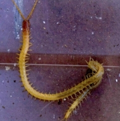 Geophilomorpha sp. (order) (Earth or soil centipede) at Ainslie, ACT - 8 Apr 2018 by jbromilow50