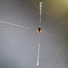 Plebs eburnus at Eden, NSW - 5 Apr 2018 09:52 AM