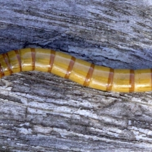 Tenebrionidae (family) at Ainslie, ACT - 8 Apr 2018 11:07 AM