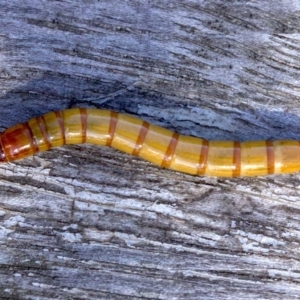 Tenebrionidae (family) at Ainslie, ACT - 8 Apr 2018 11:07 AM