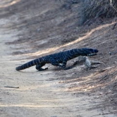 Varanus varius (Lace Monitor) at Eden, NSW - 4 Apr 2018 by RossMannell