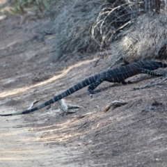 Varanus varius at Eden, NSW - 5 Apr 2018