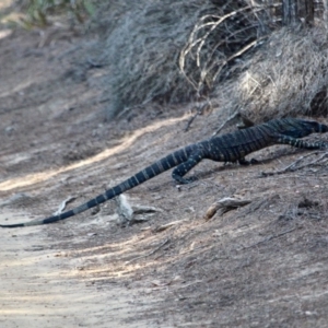 Varanus varius at Eden, NSW - 5 Apr 2018