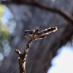 Rhipidura albiscapa (Grey Fantail) at Eden, NSW - 5 Apr 2018 by RossMannell