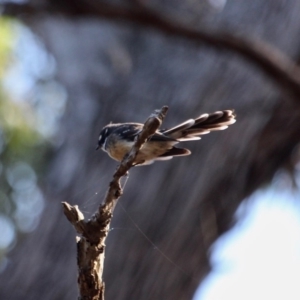 Rhipidura albiscapa at Eden, NSW - 5 Apr 2018 12:05 PM