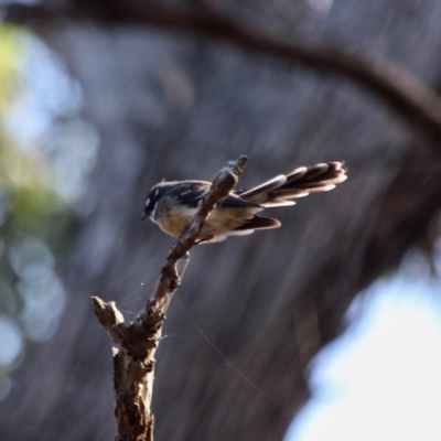 Rhipidura albiscapa (Grey Fantail) at Eden, NSW - 5 Apr 2018 by RossMannell