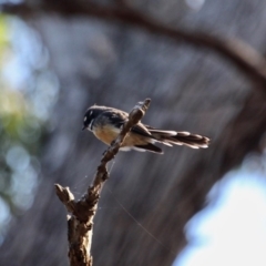 Rhipidura albiscapa at Eden, NSW - 5 Apr 2018 12:05 PM