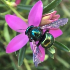 Xylocopa (Lestis) aerata (Golden-Green Carpenter Bee) at ANBG - 9 Apr 2018 by PeterA