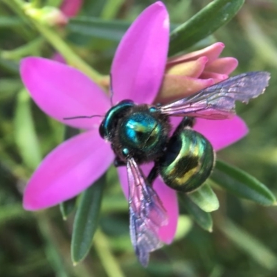 Xylocopa (Lestis) aerata (Golden-Green Carpenter Bee) at ANBG - 9 Apr 2018 by PeterA