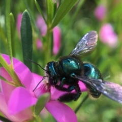 Xylocopa (Lestis) aerata at Acton, ACT - 9 Apr 2018 01:34 PM