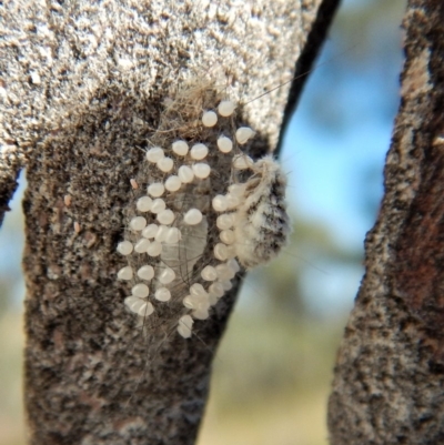 Orgyia anartoides (Painted Apple Moth) at Mount Painter - 5 Apr 2018 by CathB