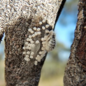 Orgyia anartoides at Cook, ACT - 5 Apr 2018