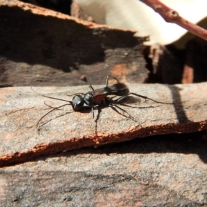 Pompilidae (family) at Cook, ACT - 5 Apr 2018